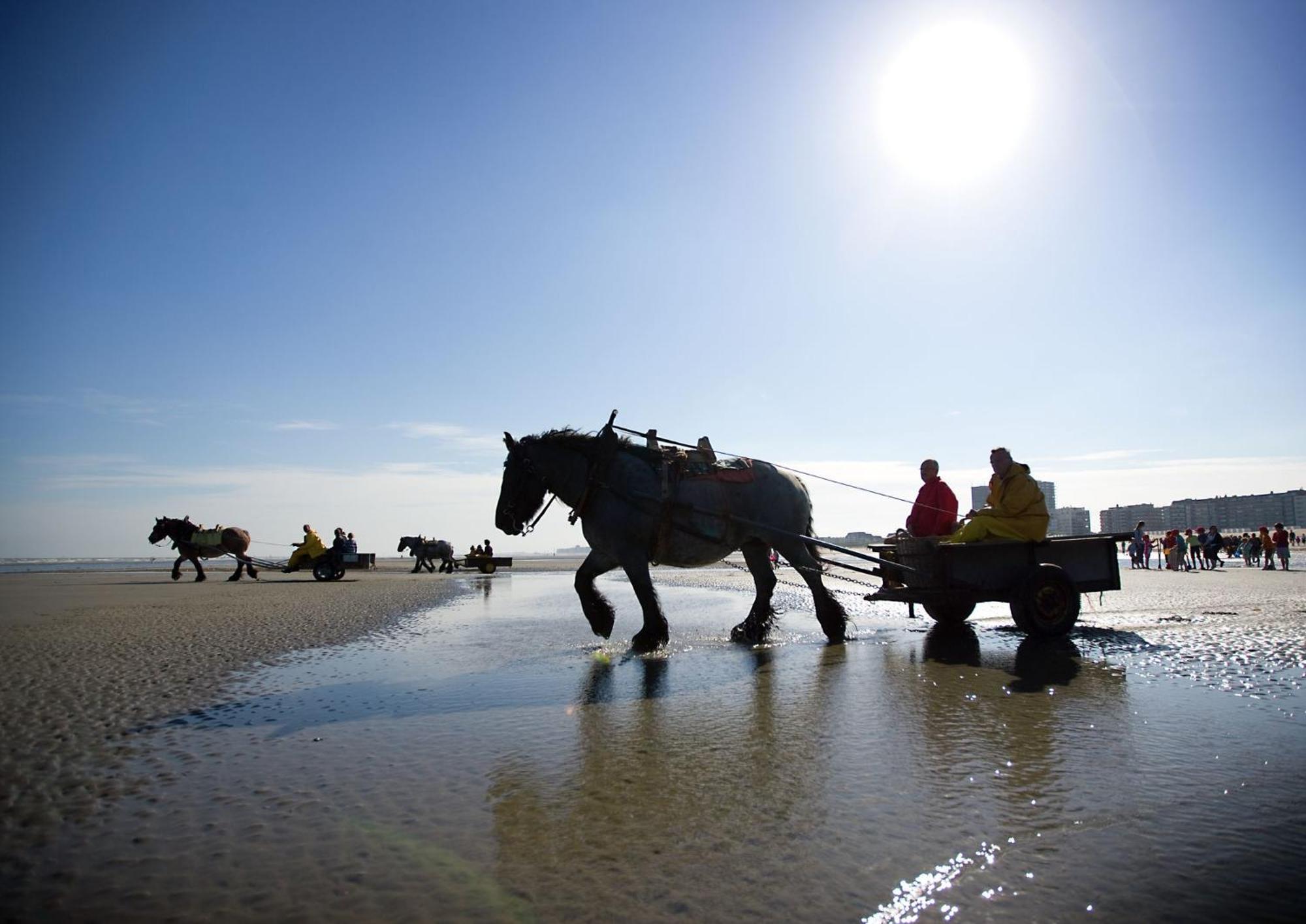 Vitamine D Koksijde Dış mekan fotoğraf